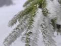 IMG-20260118-WA0006